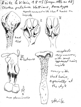 Vorschaubild Ocotea pulchra Vattimo-Gil